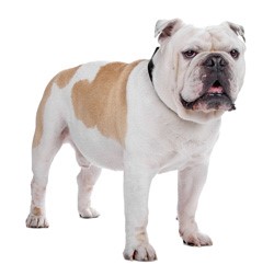 Bulldog Beef Liver