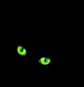 Cat eyes in the dark