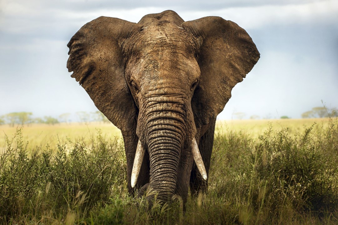 Elephant Plowing Field
