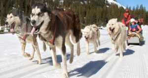 Lead Dog on Sled